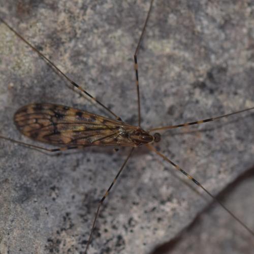 Réf. 352 878 : Limonia nubeculosa